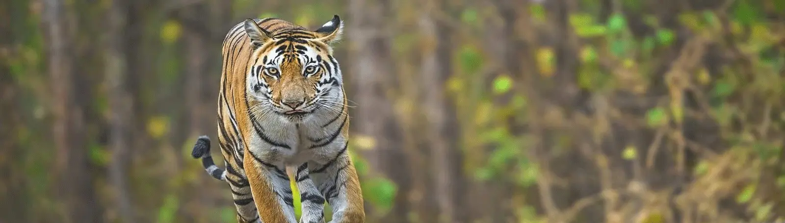 Golden Triangle Tour wildlife tour 9 Night & 10 Day