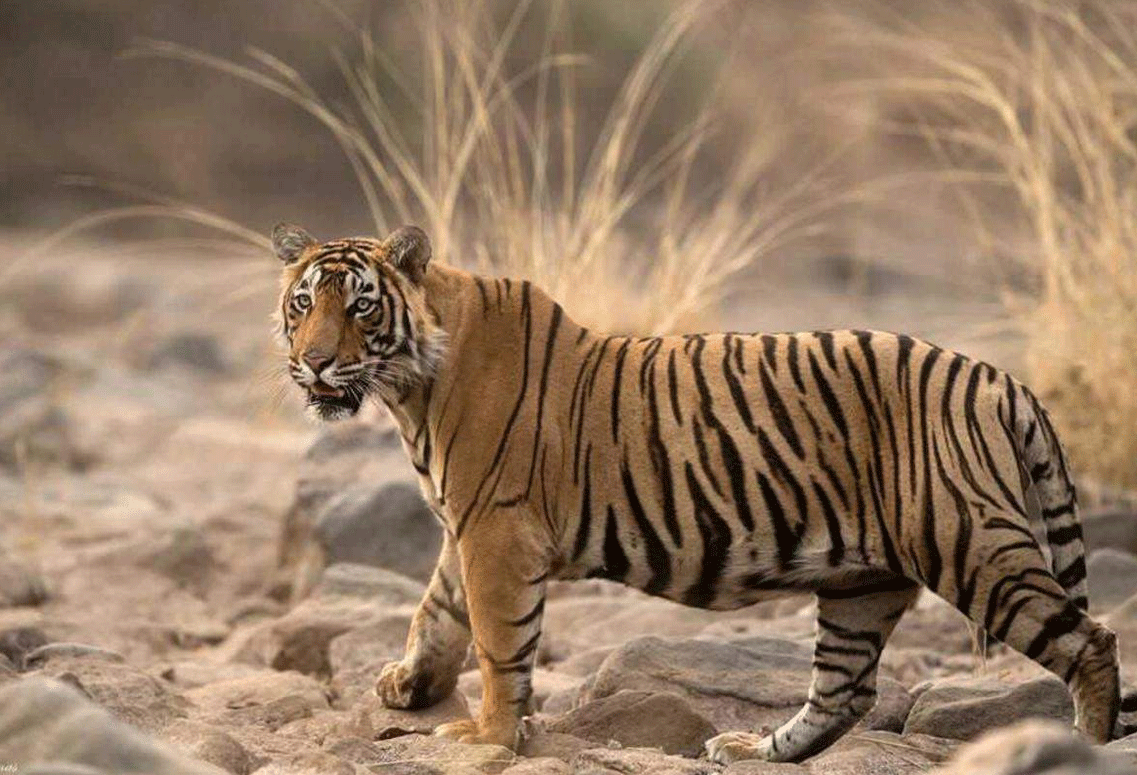Golden Triangle Tour with Ranthambore  7Night & 8Days