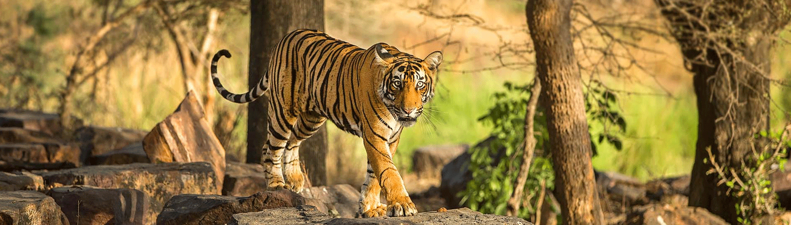 Golden Triangle Tour with Ranthambore  7Night & 8Days