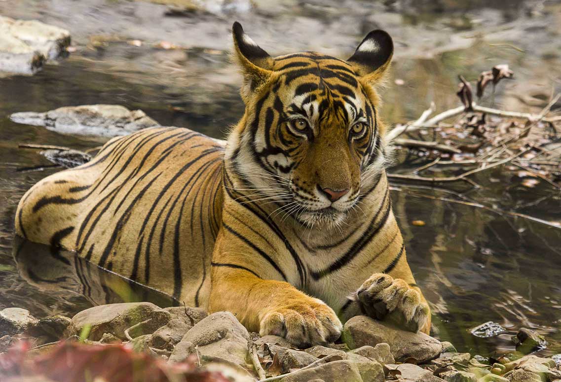 Jaipur, Ranthambore Same Day Tour