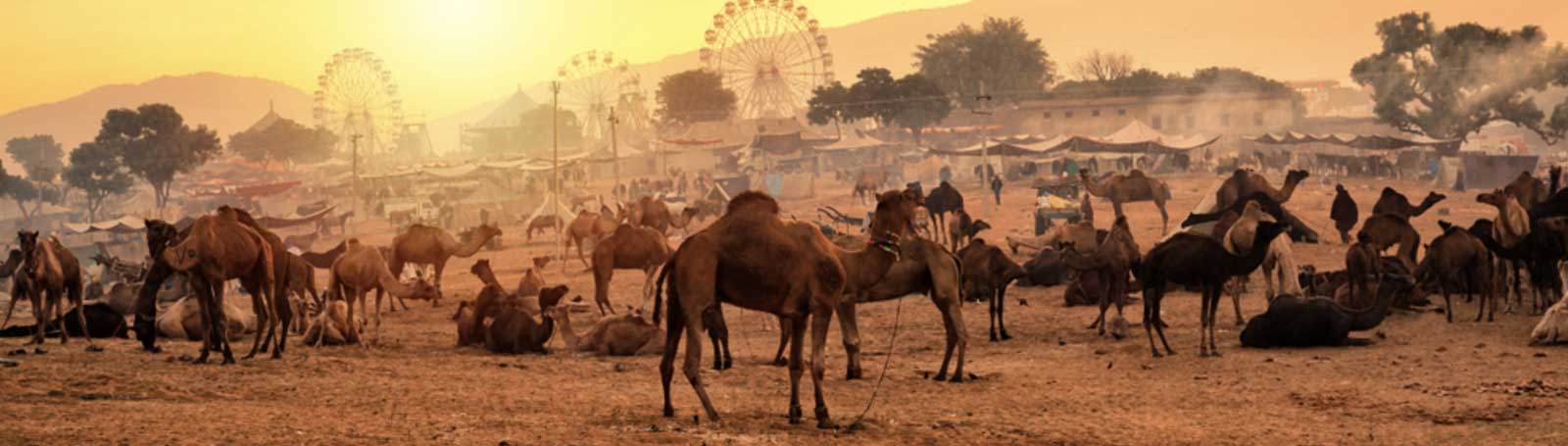 Pushkar Fair Tour with historical places of Rajasthan