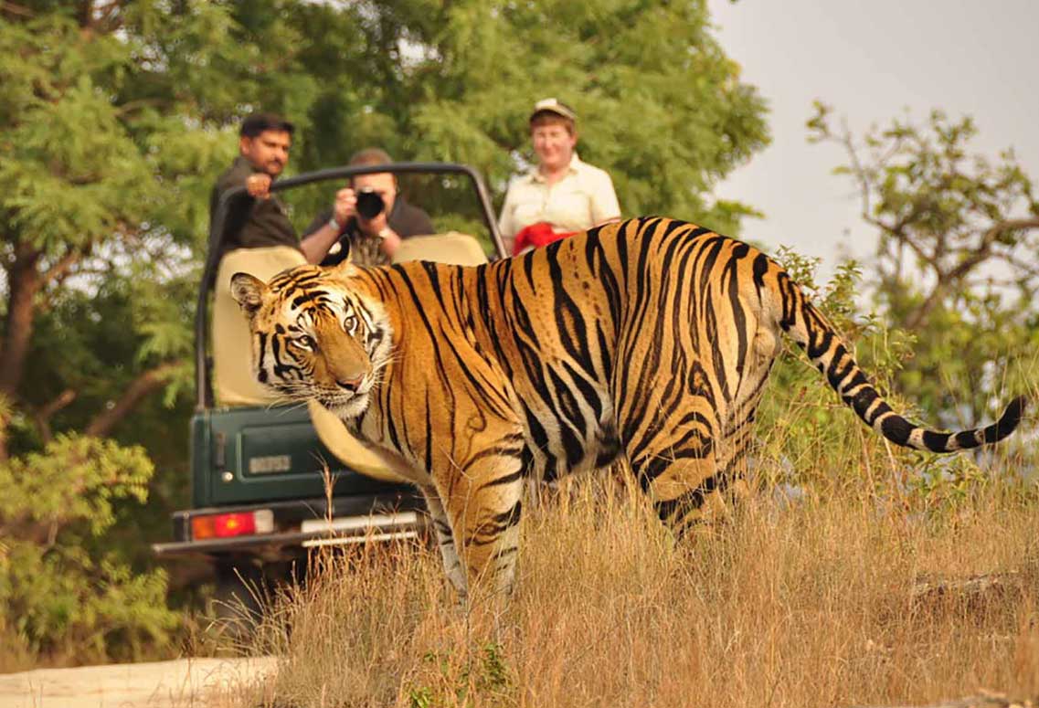 Rajasthan Tour with Ranthambore