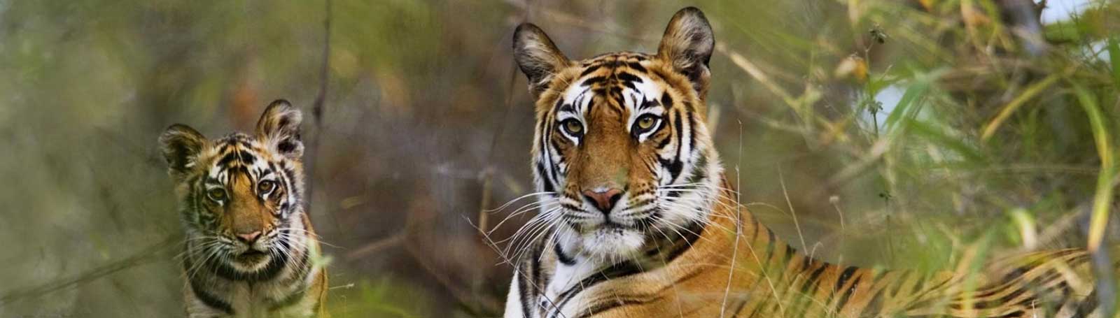 Rajasthan Tour with Ranthambore