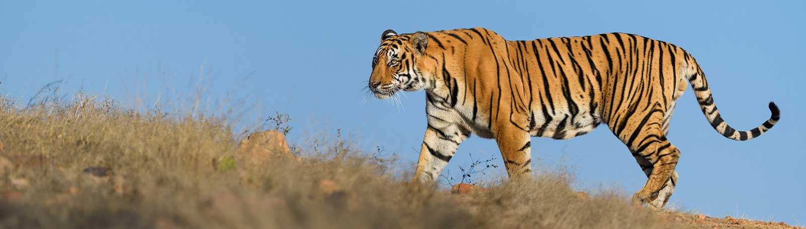 Jaipur, Ranthambore Same Day Tour