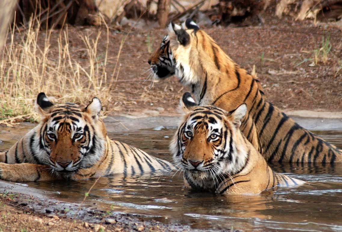 Wildlife Getaway with Rajasthan