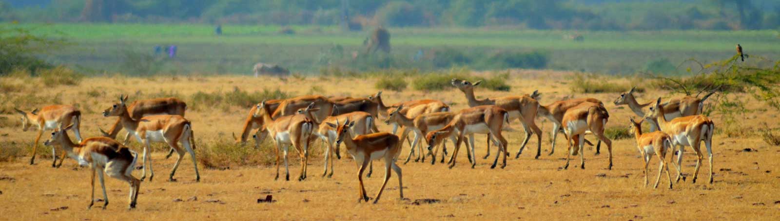 Wildlife Getaway with Rajasthan